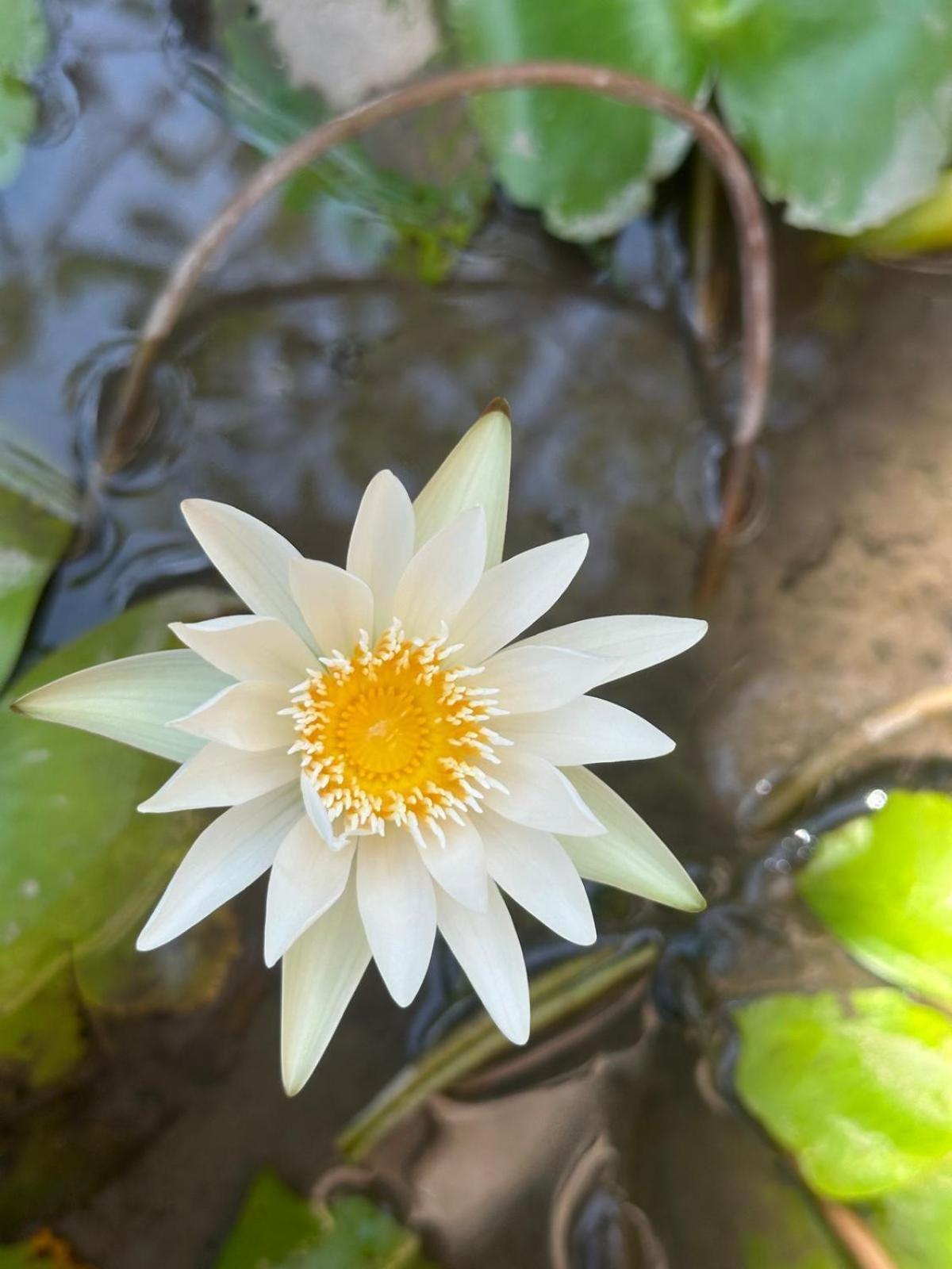 Villa Rabita Ubud Kültér fotó